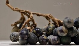 琉璃在线观看葡萄,葡萄的奇幻之旅